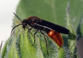 Velvet Ants Bugwoodwiki