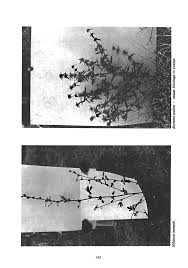 Image result for Hermbstaedtia scabra