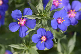 Image result for Anagallis kochii