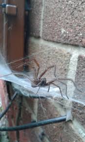 House spiders like living in quiet, undisturbed areas where moisture and food are available. How To Keep Spiders Off The Siding Of Your Home