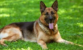 Hills are another major specialist diet dog food manufacturer. Best Dog Food For German Shepherds 2019 Puppies Adults