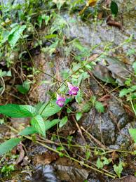 Image result for Asystasia vogeliana