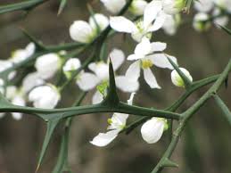 Maybe you would like to learn more about one of these? Free Photo Flowers White Thorn Flower Green Plants Free Download Jooinn