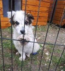 Alle unsere hunde suchen ein zuhause. Mira Tierhilfe E V Hunde In Not Rumanien