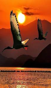 Night Flight Fredericclad Fredericclad Avec Images Animaux Beaux Belle Nature Photographe Nature
