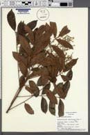 Image result for Ozoroa viridis