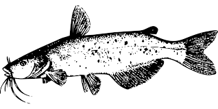 Download Catfish Fish Tail Free Vector Graphic On Pixabay