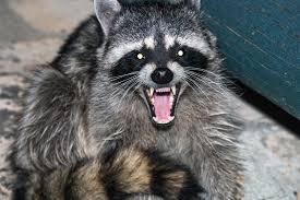 Nuisance or small animals will be repelled or contained as desired; Raccoons Transgard Solutions