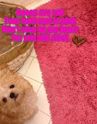 Digibyte uses 5 cryptographic algorithms and real time difficulty adjustment to prevent malicious mining centralization and hash power fluctuation. A Heartfelt Valentine S Day Poem I Has A Hotdog Dog Pictures Funny Pictures Of Dogs Dog Memes Puppy Pictures Doge