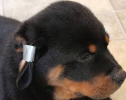 Check spelling or type a new query. Taping Ears Rottweiler Taping Ears Tape Ears