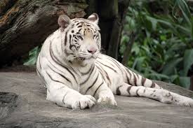 Resultado de imagem para mamiferos tigre de bengala