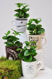 Arabica Kaffee I Coffea Arabica I Kaffeepflanze Mit Dekorativer Tasse Als Ubertopf I Der Palmenmann I Https Www Pa Kaffeepflanze Exotische Pflanzen Pflanzen