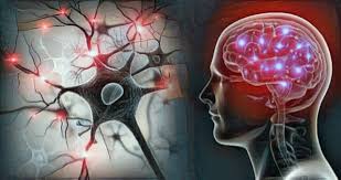 Timeline: La historia y/o antecedentes de la Neuroeducación. | Timetoast