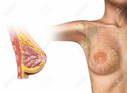 The structure of the male breast is nearly identical to that of the female breast except that the male breast. Woman Breast Cutaway Cross Section Diagram With Also Woman Stock Photo Picture And Royalty Free Image Image 27545562