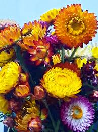 Image result for Helichrysum maestum