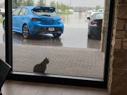 Longo toyota of prosper asub kohas prosper. Reddit Meet Taco Affectionately Named After The Tacoma By The Staff Of Longo Toyota Of Prosper Tx He S A Regular And Very Friendly Toyotatacoma