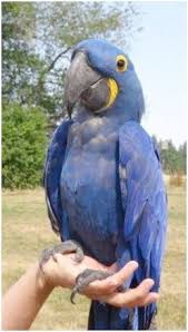 Types Of Birds You Can Have As Pets Types Of Pet Birds That Can Talk D Parrot Pet Birds Colorful Birds