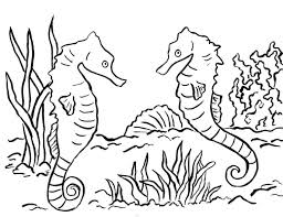 One of the most popular and applicable methods to teach children is by pictures and colored pencils (or other tools). Seahorse Coloring Page Art Starts