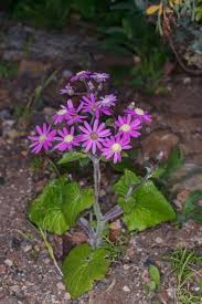 Image result for Pericallis