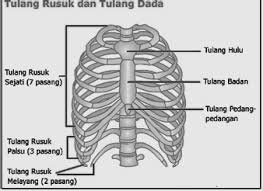 Mereka berjumlah 24 atau 12 pasang. Https Emodul Kemdikbud Go Id C Biologi 7 C Biologi 7 Pdf