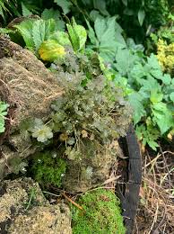 Image result for Ypsilopus