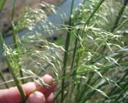 Image result for Acroceras macrum