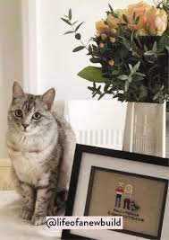 Maybe you would like to learn more about one of these? Pin On Cat Space