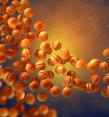 Image result for Neisseriaceae