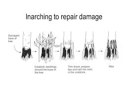 Résultat de recherche d'images pour "Inarching"
