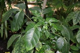 Image result for Ehretia cymosa