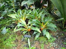 Image result for Chlorophytum filipendulum