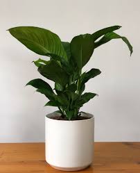 To low the peace lily is an ornamental plant generally sold for the home interior. Extra Large Peace Lily Spathiphyllum Plant 240mm Art Stems On Lygon