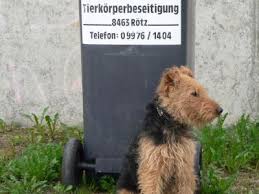 Anti stress fluch und schimpfmalbuch für erwachsene. Kostenlose Lustige Bilder Download Gratis Witzige Fotos