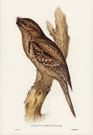 Birds Of Eastern Washington Book Tawny Shouldered Frogmouth Podargus Humerals Illustrated By Elizabeth Gould 1804 1841 For John Goul Birds Of Australia Bird Illustration Free Illustrations