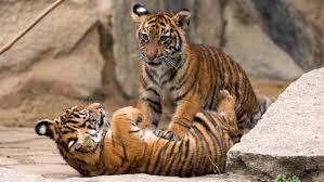 Tiger, (panthera tigris), largest member of the cat family (felidae), rivaled only by the lion (panthera leo) in strength and ferocity. Sumatran Tiger Zoo Berlin
