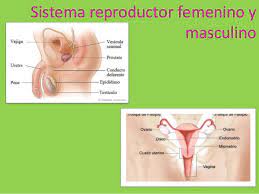 El aparato reproductor femenino a. Sistema Reproductor Femenino Y Masculino