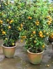 Check spelling or type a new query. Anim Agro Technology Limau Kasturi Potensi Di Tanam