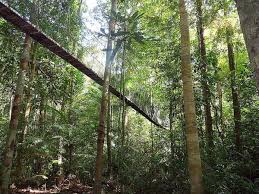 Each state's ruler in council has the power, by notification in the gazette, to constitute any land a reserved forest or to decide that any reserved forest, or any portion thereof, shall cease to be reserved. 20 Unique Wildlife Species You Must Not Miss In Malaysia Wanderwisdom
