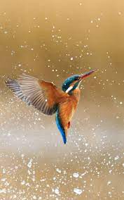 Kingfisher Bird Wallpaper Hd Wallpaper 4k Wallpaper Android Iphone Desktop Wallpaper Bird Wallpaper Birds Wallpaper Hd Kingfisher Bird