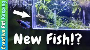 New Fish Changes In My Planted Bettafish Community Tanks Community Tanks Betta Fish Fish