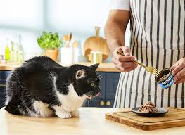 Each of the broths featured in this article is easy to make and store in the freezer. Bone Broth For Cats Benefits And Preparation Information Wet Cat Food Best Cat Food Cat Food