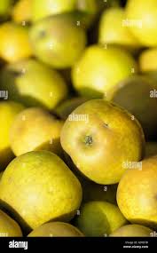 Frost apfelbaum -Fotos und -Bildmaterial in hoher Auflösung