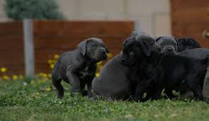 Ged classes are on mondays & wednesdays from 9 am until noon. Buy Cane Corso Puppies In Fort Wayne And Breeders Of Italian Mastiff In Indiana Cane Corso Barcelona