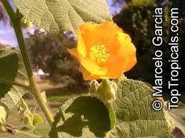 Image result for Abutilon grandiflorum