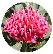 Image result for Telopea