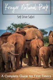 A Practical Guide To Kruger Self Drive Safari For First Timers Africa Travel Safari Travel Safari