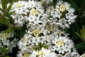 This Dwarf Rhododendron Has Pretty White Flowers In Spring Vvergreen Leaves Are Narrow And Dark Green Needs Good Drainage To Thrive Pflanzen
