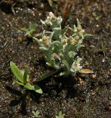 Image result for Gnaphalium polycaulon