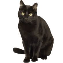 Black Cat Animal Image With Transparent Background Free Png Images