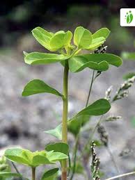 Image result for Euphorbia granulata